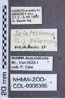 Etiketten zu Selatosomus puberulus (Candèze, 1879) (NHMW-ZOO-COL-0008366)